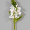 For The Home Kept Shop | Star Of Bethlehem Spray