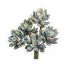 For The Home Kept Shop | Mini Echeveria