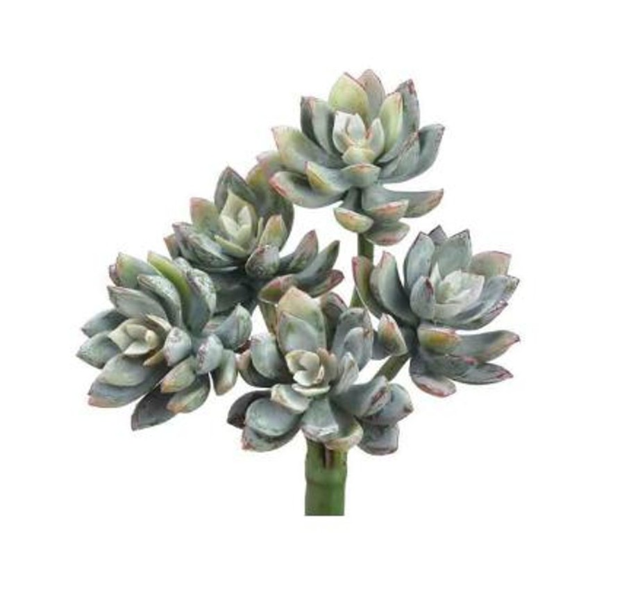 For The Home Kept Shop | Mini Echeveria